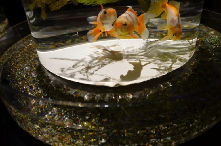 日本、東京－金魚８ 2014年8月 (東京)