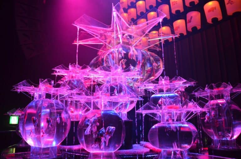 日本、東京－金魚６ 2014年8月 (東京)