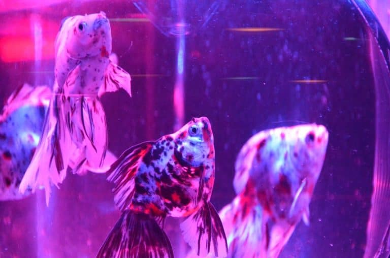 日本、東京－金魚５ 2014年8月 (東京)