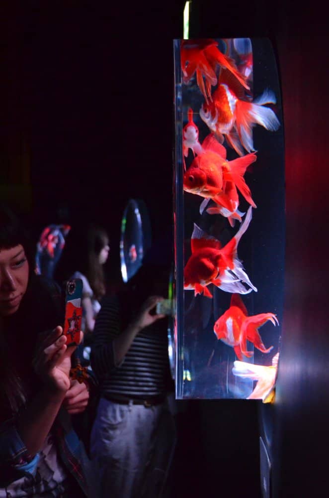 日本、東京－金魚４ 2014年8月 (東京)