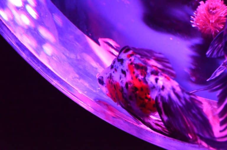 日本、東京－金魚３ 2014年8月 (東京)