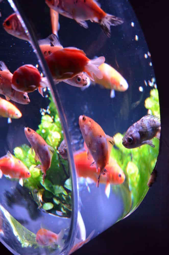 日本、東京－金魚１ 2014年8月 (東京)