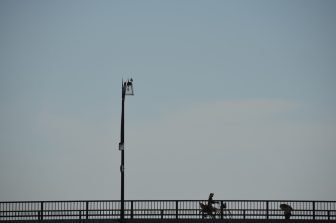 新潟、信濃川－座敷舟 2016年9月