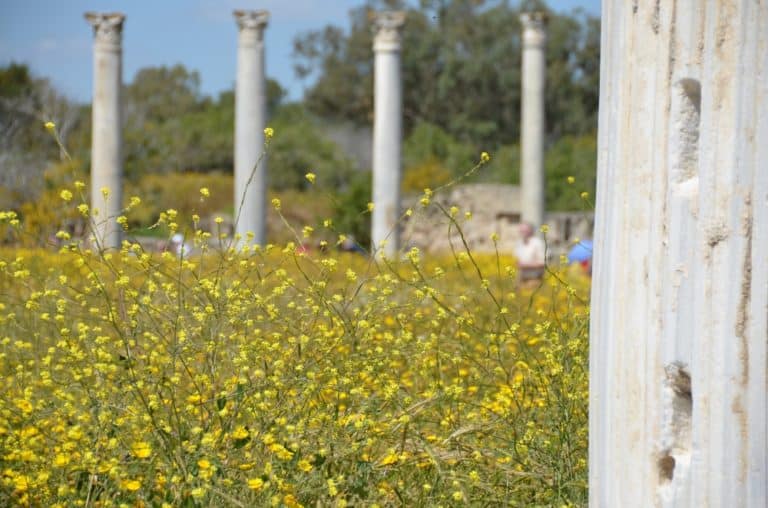 Salamis – columns and flowers, Apr.2015 (Famagusta)