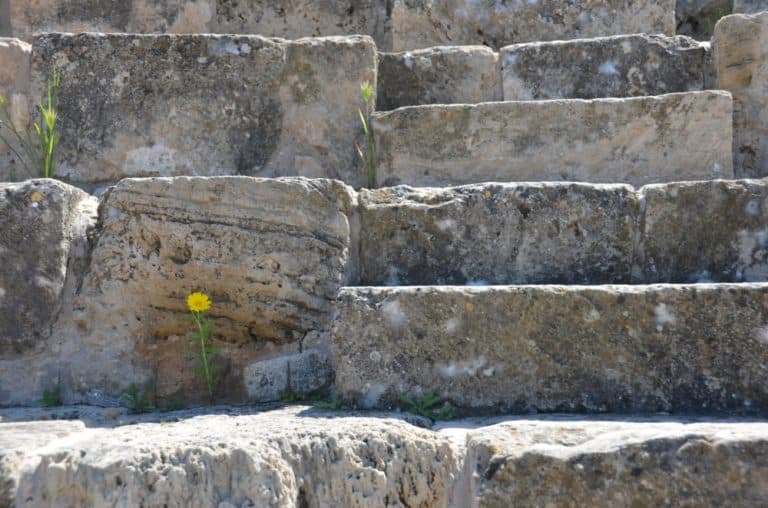 Salamis – yellow flower, Apr.2015 (Famagusta)