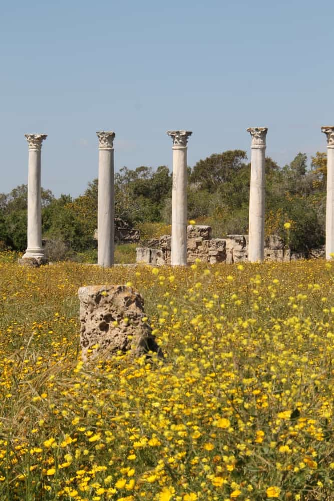 Salamis – flowers in the ruins, Apr.2015 (Famagusta)