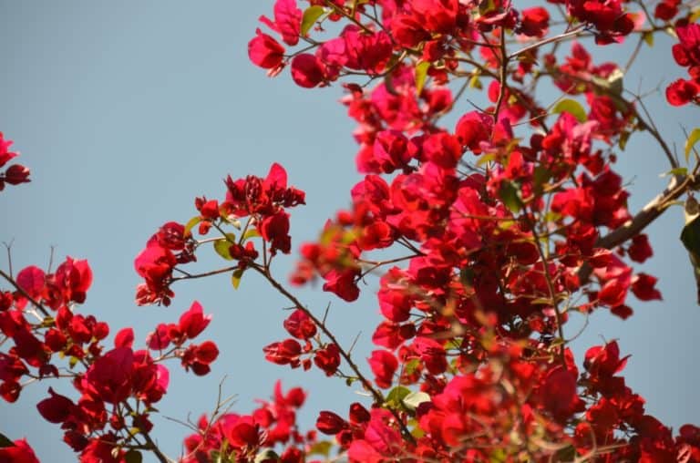 Famagusta – red flowers, Apr.2015 (Famagusta)