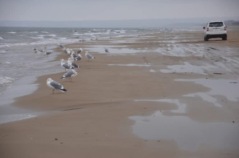 Beach where cars run