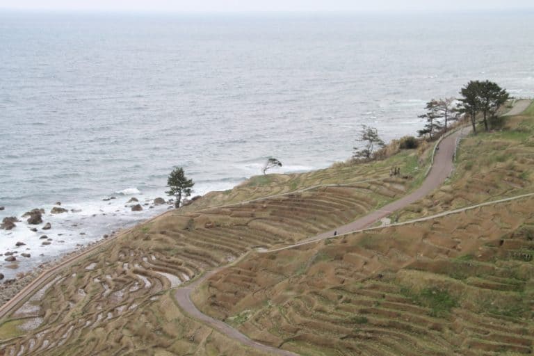 Shiroyonesenmaida – terraced field, Mar.2016 (Península de Noto)