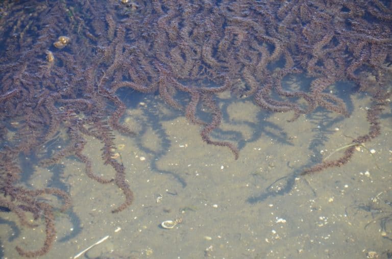 Wakura – algae, Mar.2016 (Península de Noto)