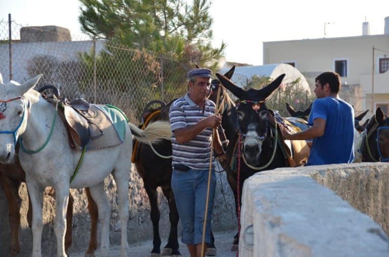 Greece, Santorini, Oia – life with donkeys, Aug.2013 (Santorini)