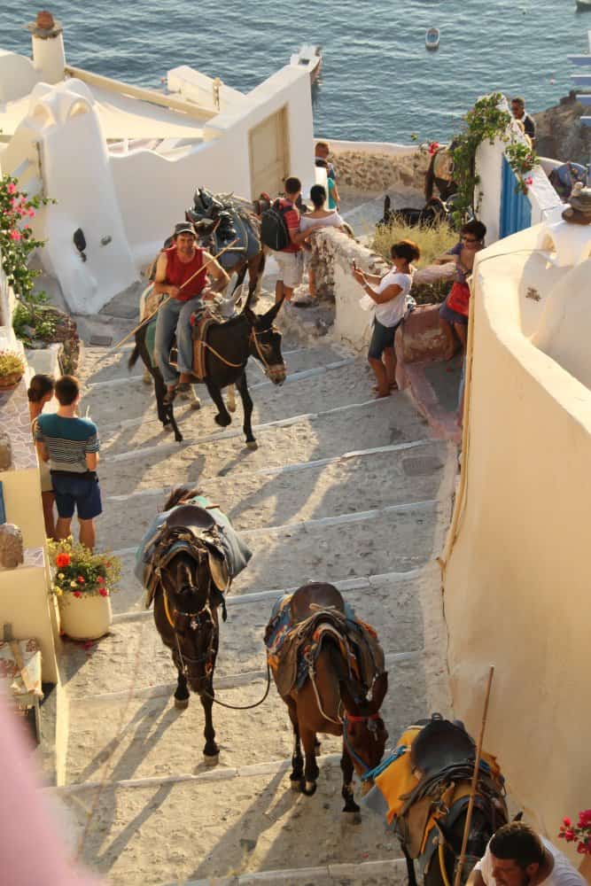 Greece, Santorini, Oia – donkeys, Aug.2013 (Santorini)