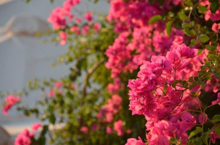 Greece, Santorini, Oia – flower, Aug.2013 (Santorini)
