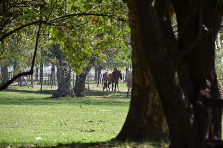 El Ombu – garden, Mar.2018 (Buenos Aires)