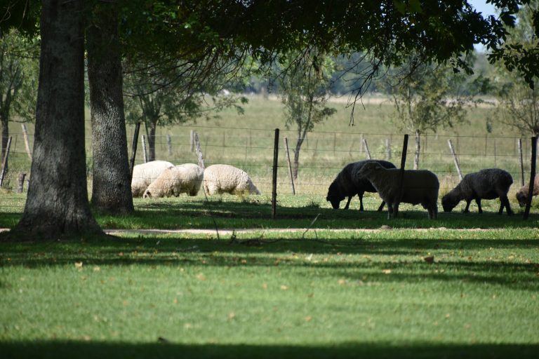 El Ombu – sheep, Mar.2018 (Buenos Aires)