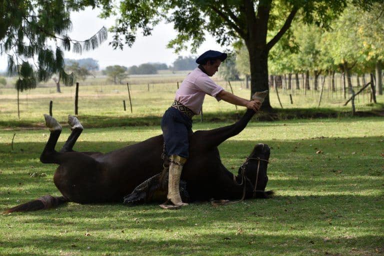 argentina-buenos-aires-cavallo-esibizione
