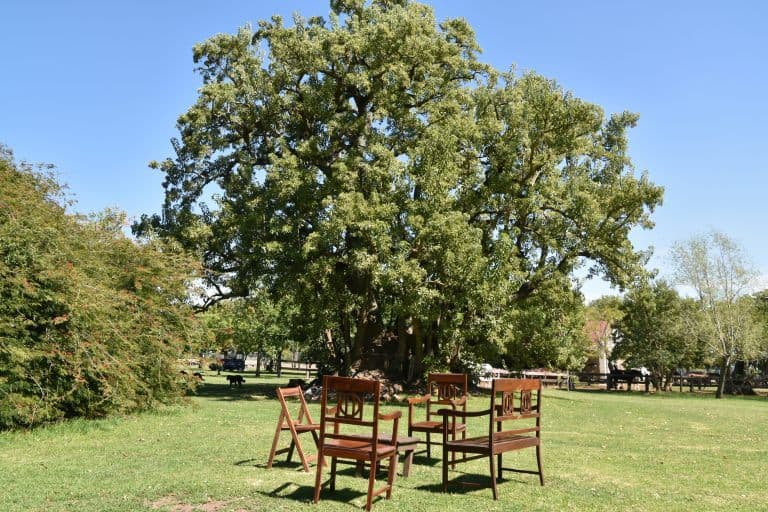 El Ombu – Ombu tree, Mar.2018 (Buenos Aires)