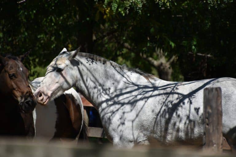 El Ombu – shadows on a horse, Mar.2018 (Buenos Aires)