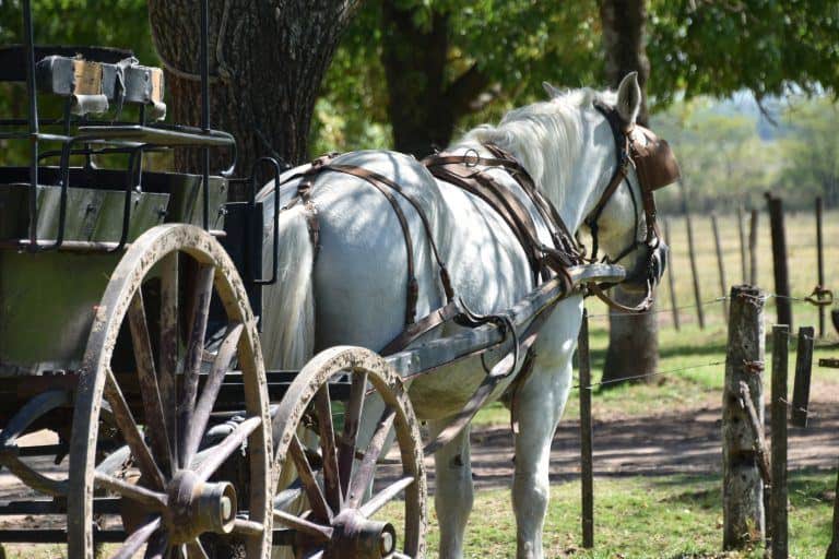 El Ombu – carriage, Mar.2018 (Buenos Aires)