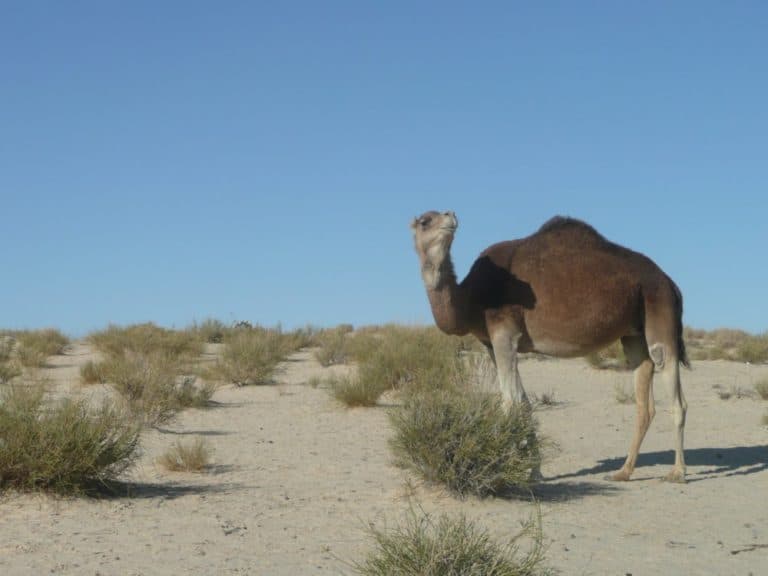 Tunisia, Ong El Jemel – camel, Dec.2008 (Tozeur)