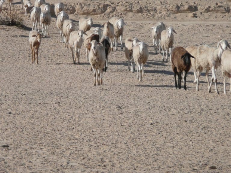 Tunisia, Ong El Jemel – gather, Dec.2008 (Tozeur)