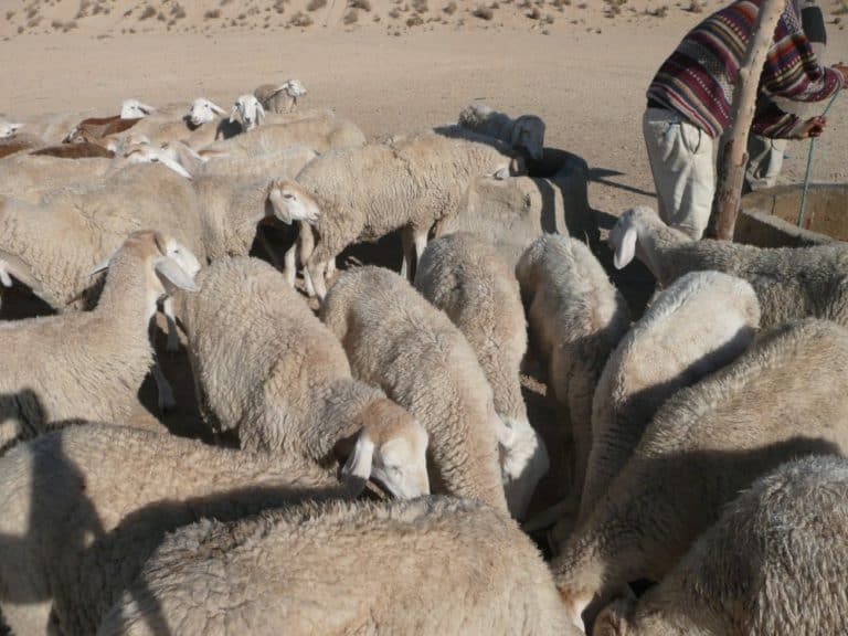 Tunisia, Ong El Jemel – drinking, Dec.2008 (Tozeur)
