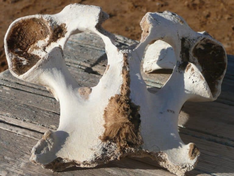Tunisia, Ong El Jemel – skeleton, Dec.2008 (Tozeur)