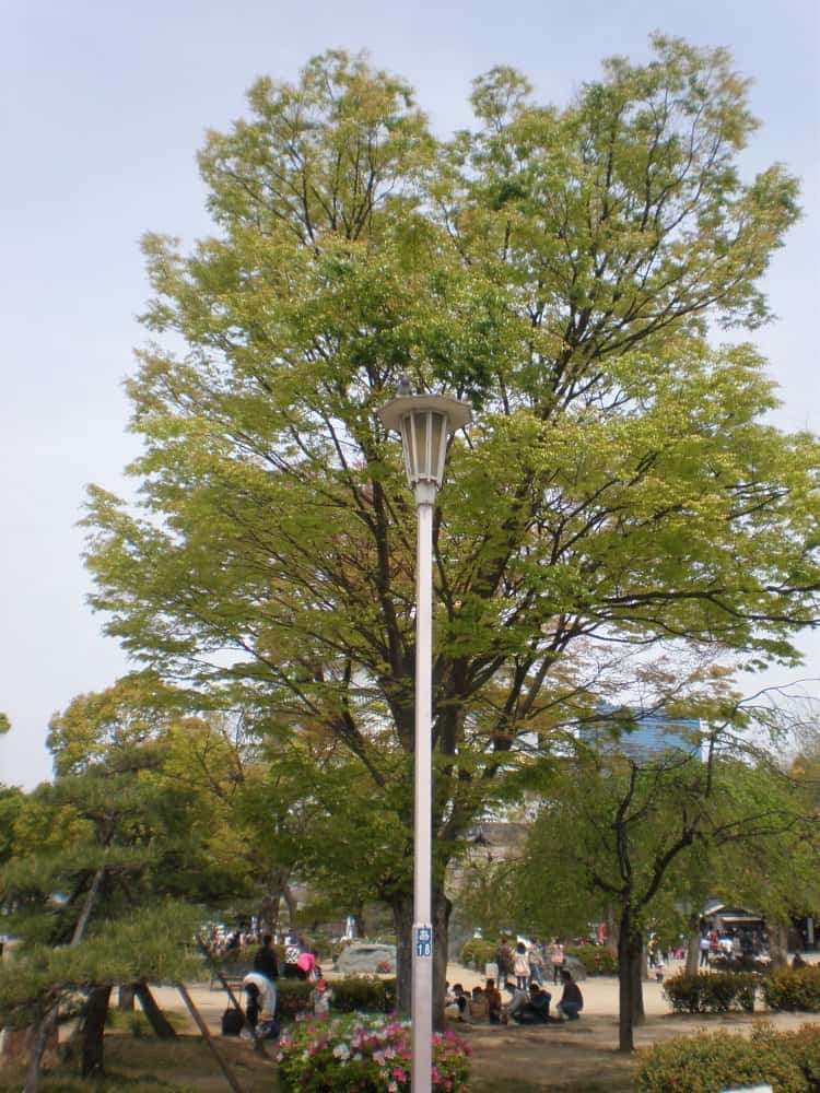 Giappone, Osaka – albero e lampione, aprile 2013 (Osaka)