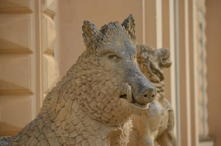 England, Isle of Wight – boar, Sept.2014 (Isle of Wight)