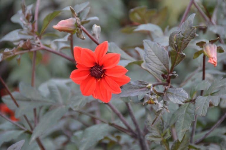 Inghilterra, Isola di Wight – fiore rosso, set. 2014 (Isola di Wight)