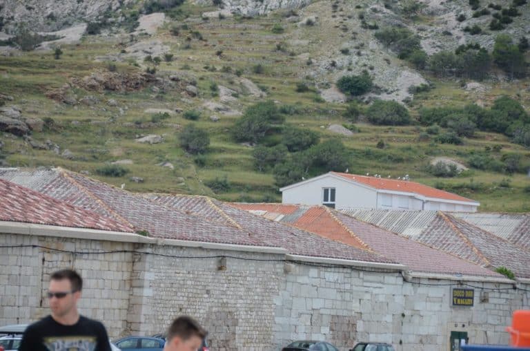 Pag (18) (パグ島)