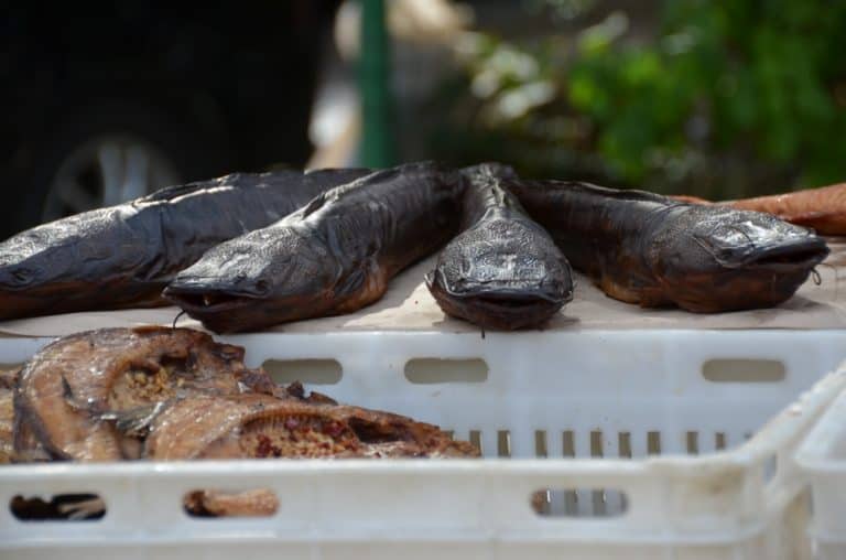 リトアニア、パランガ－魚 2014年9月 (パランガ)
