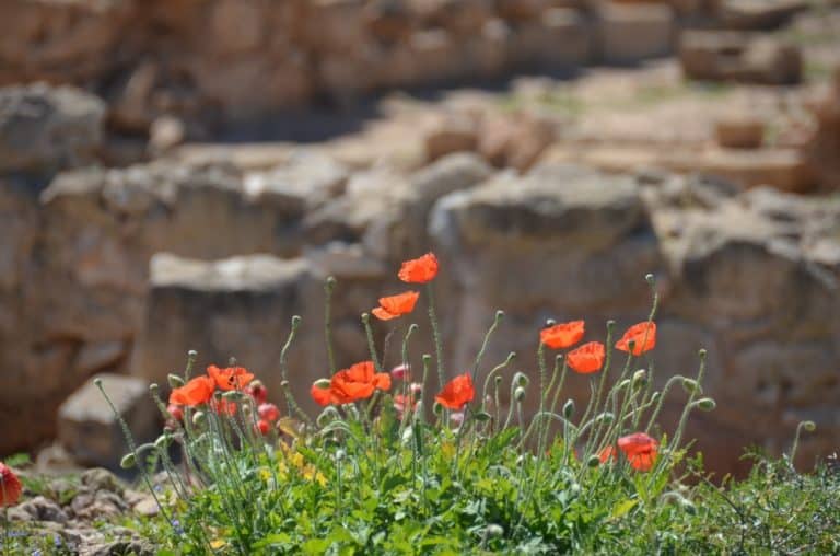 Paphos – papavero, Apr.2015 (Paphos)