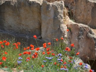 Paphos – Tombs of the Kings, Mar.2015