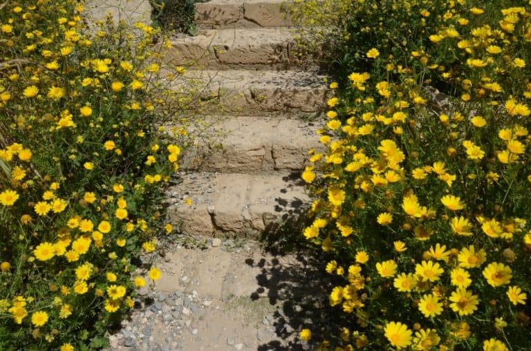 Paphos – scalinata e fiori, Apr.2015 (Paphos)