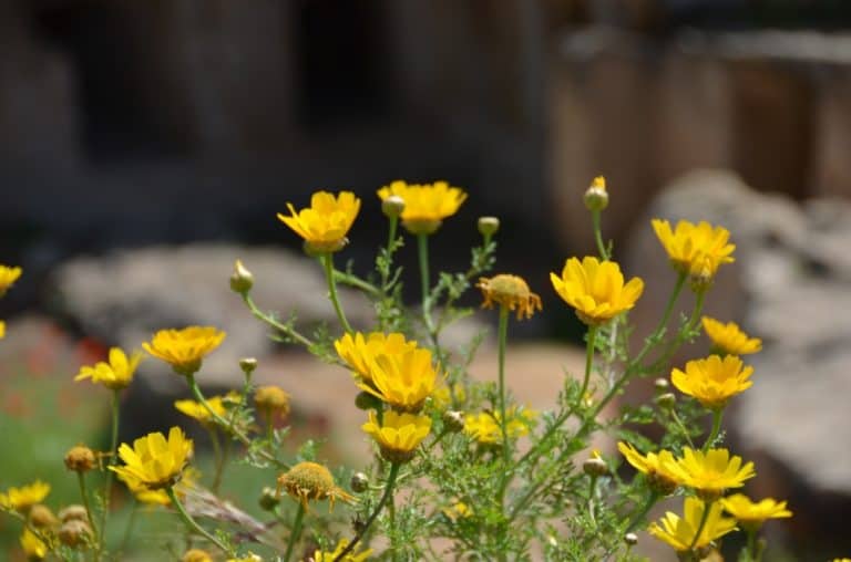 Paphos – fiori gialli, Mar.2015 (Paphos)
