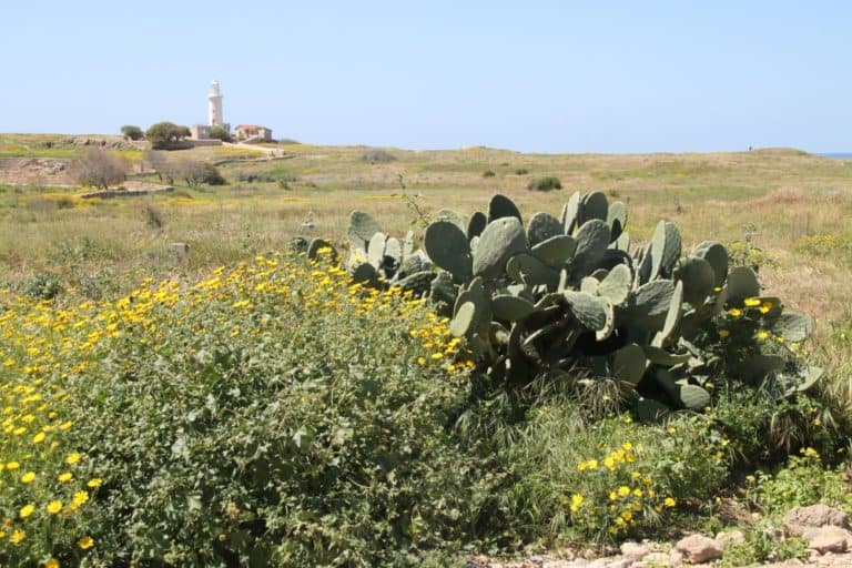 Paphos – cactus, Apr.2015 (Paphos)