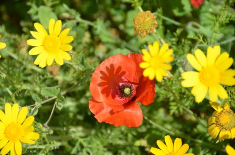 Paphos – ombra di un fiore, Mar.2015 (Paphos)