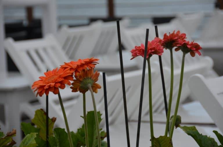 Paphos – fiori e sedie, Mar.2015 (Paphos)