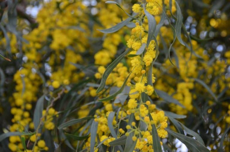 Paphos – mimosa, Mar.2015 (Paphos)