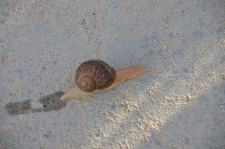 Paphos – lumaca, Mar.2015 (Paphos)