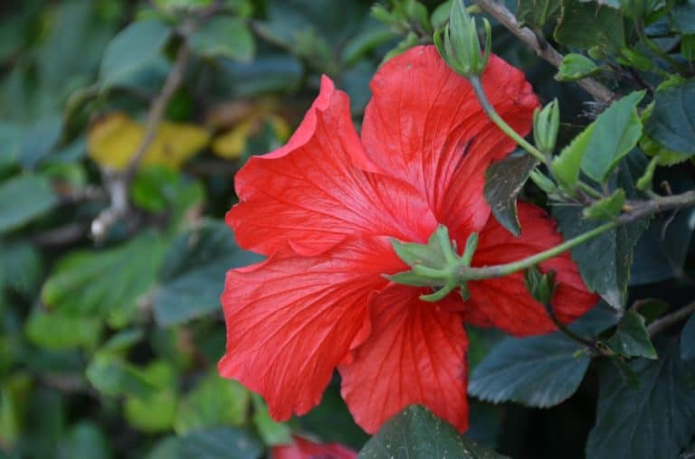 Paphos – fiore rosso, Mar.2015 (Paphos)