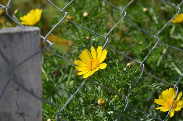 Paphos – recinzione con fiori, Mar.2015 (Paphos)