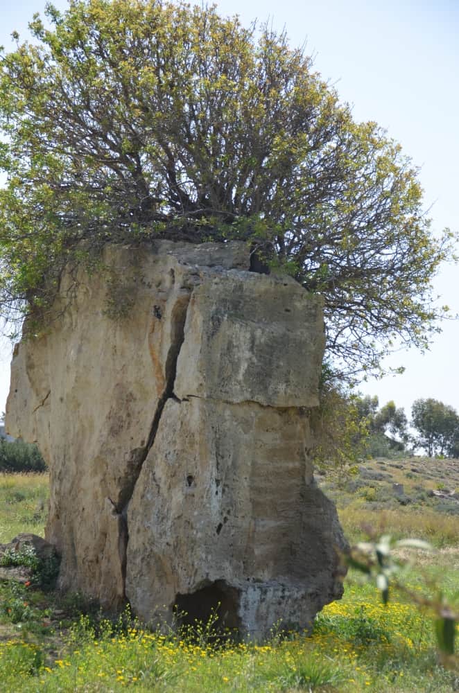Paphos – la rovina e la pianta, Mar.2015 (Paphos)