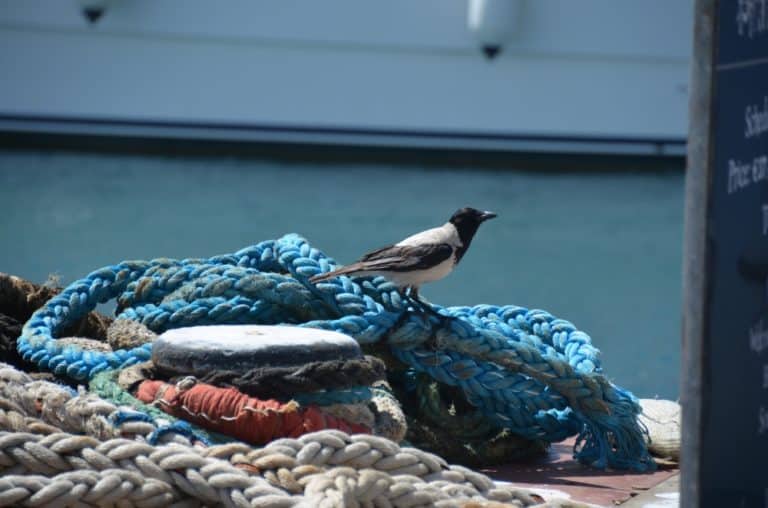 Paphos – uccello, Apr.2015 (Paphos)