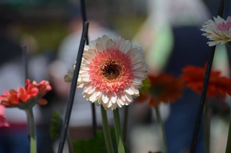 Paphos – fiori, Apr.2015 (Paphos)