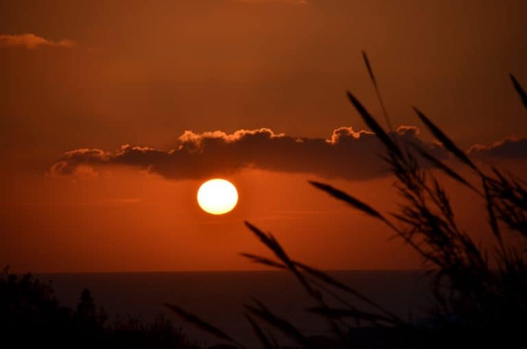 Paphos – erba della pampa, Apr.2015 (Paphos)