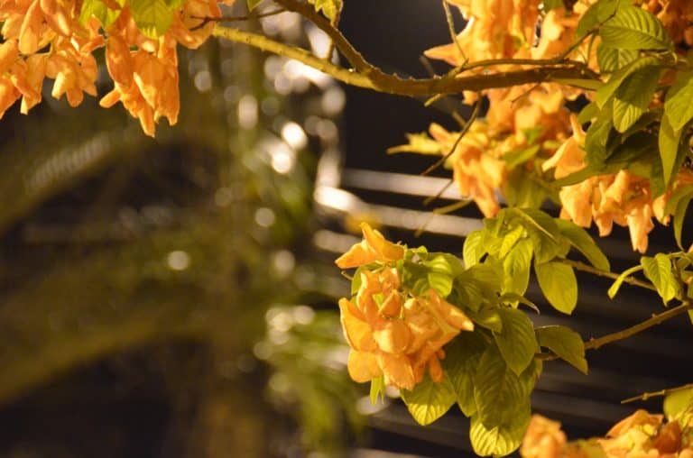 città – fiori gialli, Gen.2016 (Paraty)