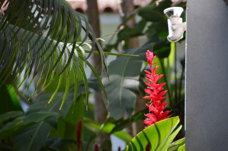 albergo – fiore rosso, Gen.2016 (Paraty)