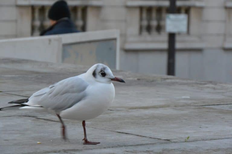 Paris 2019 (66) (Paris)